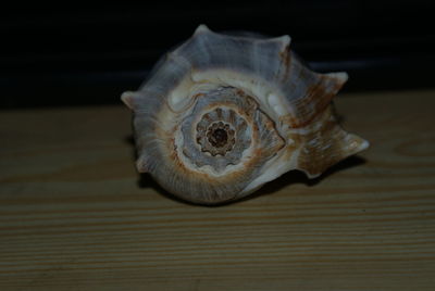 Close-up of wood on table