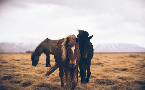 Horses standing on grass against sky