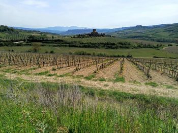 Scenic view of vineyard against sky