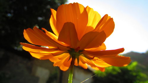 Close-up of orange flower