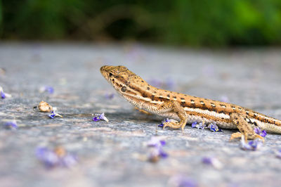 Close-up of lizard on rock