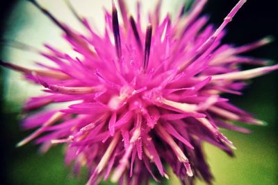 Close-up of pink flowers