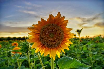 Close-up of sunflower in farm against sky