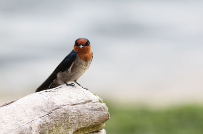 Portrait of a bird against blurred background