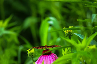 Close-up of insect on flower
