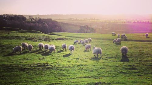 Sheep on grassy field during sunny day