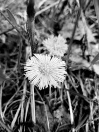 Close-up of flowering plant on field