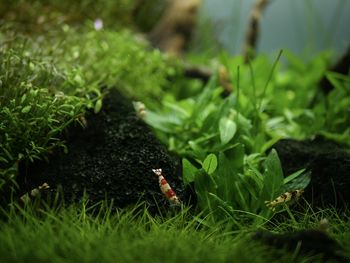 Close-up of snake on grass