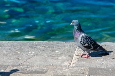 Pigeon perching on retaining wall