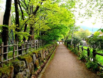 Treelined footpath along trees