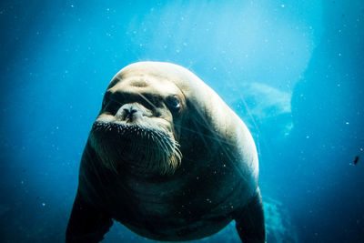 High angle view of sea lion