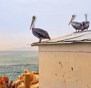 Birds perching on wooden post by sea against sky