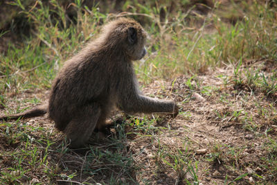 Side view of lion sitting on land in forest