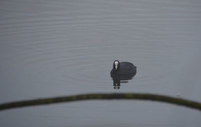 Bird swimming in lake