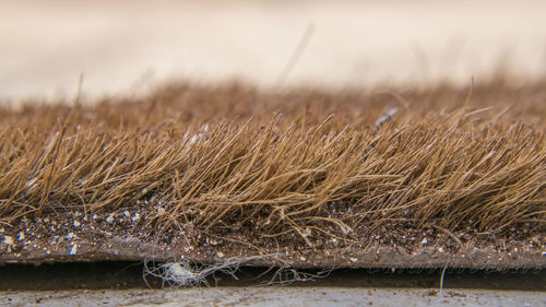 Close-up of wheat on field against sky