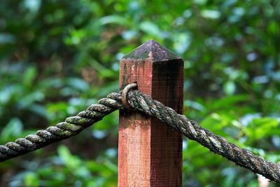 Close-up of rope on wooden post fence