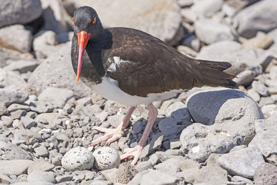 American oystercatcher guarding its eggs on espanola island in the galapagos