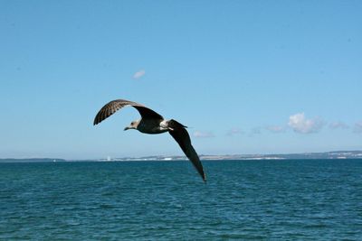 Bird flying over sea against clear sky