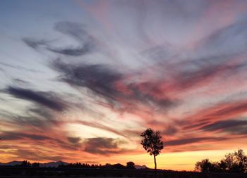 Low angle view of silhouette trees against sky during sunset