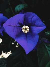 Close-up of purple flowering plants