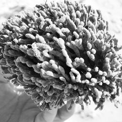 Close-up of flowers