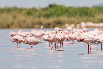 Flamingo on a lake