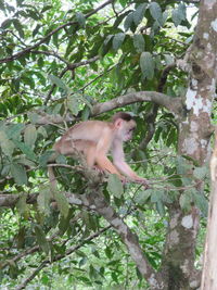 Low angle view of monkey on tree