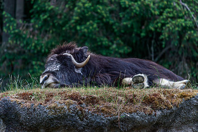 Lion resting on a field