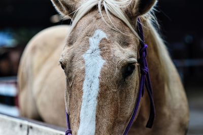 Portrait of horse