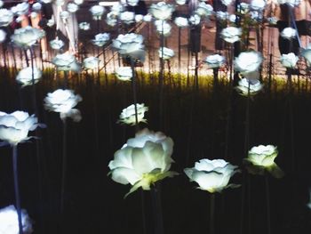 Close-up of white flowers