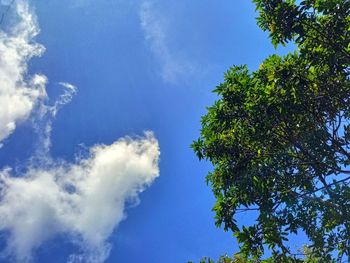 Low angle view of trees against blue sky