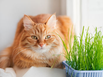 Curious ginger cat sniffs grass planted for it. pet stares on seedlings. reuse of plastic boxes. 
