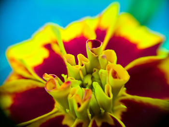 Close-up of yellow flowering plant