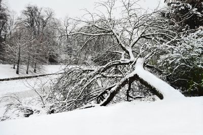 Bare trees on snow covered landscape