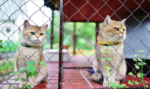 Close-up of cats looking away in cage
