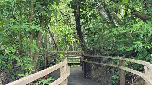 Wooden walkway amidst trees in forest