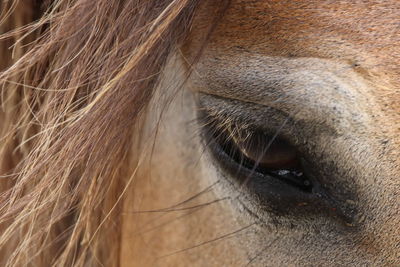 Close-up of a horse eye