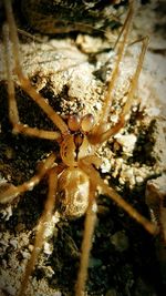 Close-up of spider on web