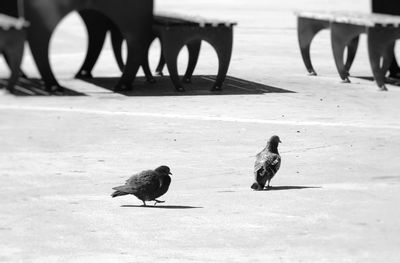 High angle view of pigeons on street