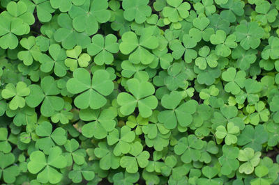 Full frame shot of green leaves