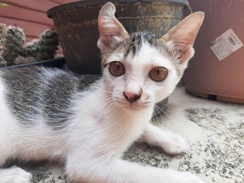 Close-up portrait of a kitten