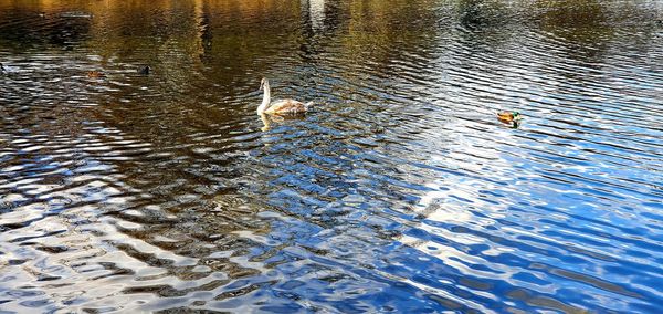 High angle view of bird swimming in lake