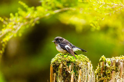 Close-up of bird perching on a plant