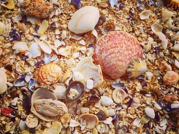 Close-up of seashells