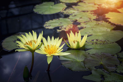 High angle view of lotus water lily in pond