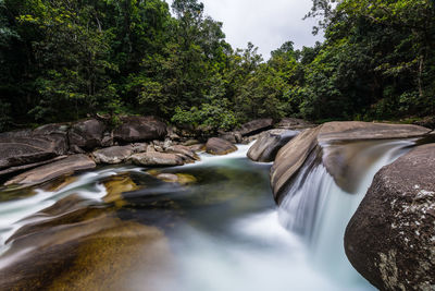 Scenic view of river flowing through forest