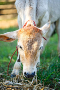 Close-up of a horse on field