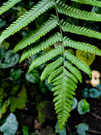 Close-up of fern leaves