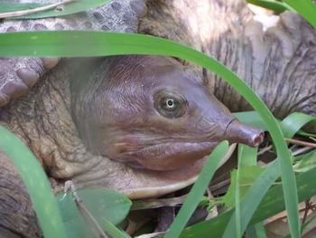 Close-up of an animal