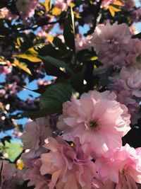 Close-up of pink flowers blooming on tree